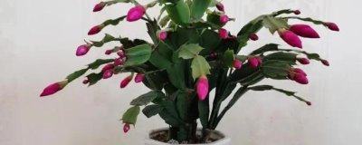 蟹爪兰的种植方式,种植之前要提前配制适宜的基质