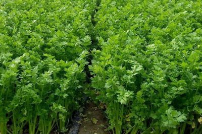 芹菜几月份种植，每个月都可种植