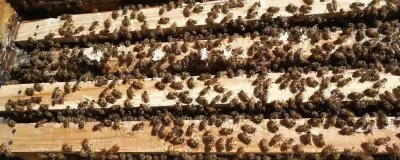 一箱蜜蜂的价格,通常需要300-600元左右