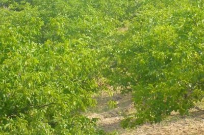 核桃树几年才能结果,实生苗需要5-10年