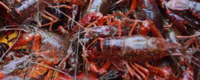 怎么养殖小龙虾,清塘消毒、培育浮游生物后再放入虾苗