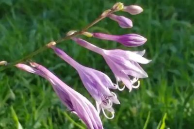 处暑节气的处的意思,可以理解为终结