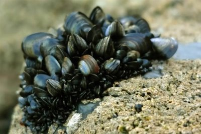 海虹的价格,内陆地区的售价高于沿海地区