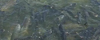 养殖草鱼的要求，水质的酸碱值要保持在7.5-8.5