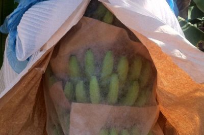 香蕉为什么要套袋,可以提高表面的着色度和防治病虫害