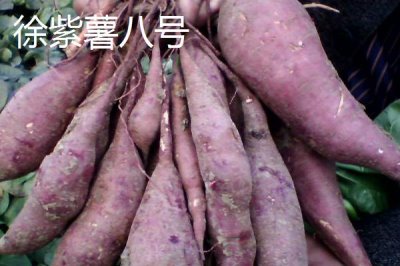 紫薯有哪些品种,以下10种产量高抗病能力强