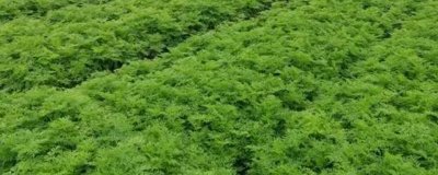 川芎的种植效益，主要取决于实际产量