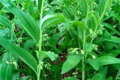 玉竹的价格,一斤鲜货需要22-25元左右