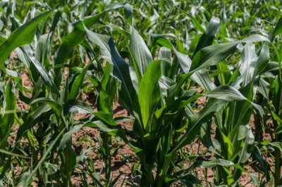 BF2508玉米种简介，4月中旬左右播种