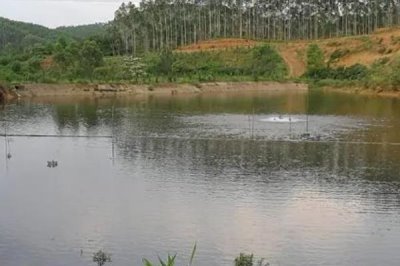 鱼塘溶氧过高有什么危害,会对鱼卵孵化和鱼苗不利