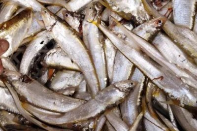 我国最贵的十大淡水鱼，前三分别为云南裂腹鱼、长江刀鱼、鳇鱼