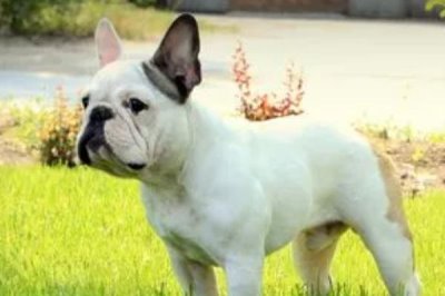 犬细小的传播途径，可通过接触发生传播