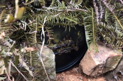 夏季蜂群的管理要点，核心工作是防暑降温