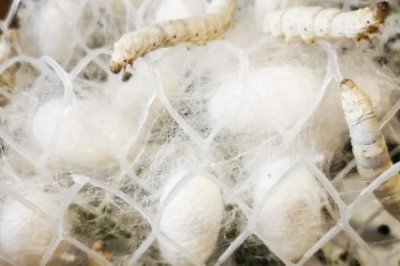 蚕宝宝的生长过程,整个生长期共50天左右