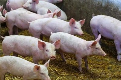 怎么避免猪应激，夏季需注意防暑降温