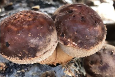 香菇的品种,常见以下9种