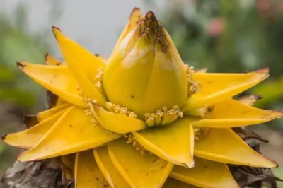 地涌金莲的养殖方法，以分株繁殖为主