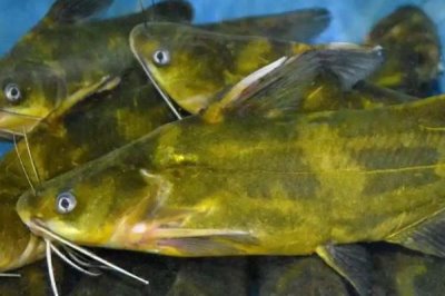 黄辣丁体内有没有寄生虫，肠道中可能存在绦虫、血吸虫等寄生虫