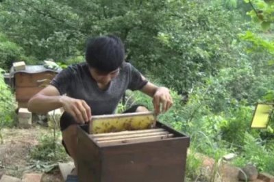 中华蜜蜂怎么养殖,温度较高时要在蜂箱四周洒水降温