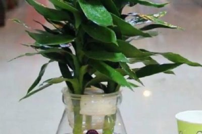 富贵竹根发黑的原因和处理方法，可能是长期未换水或感染病菌所致