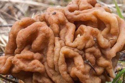 毒蘑菇的种类，常见的有死亡帽、死亡天使、天蓝蘑菇等