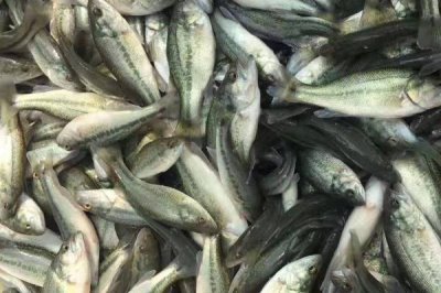 淡水鲈鱼如何养殖,需根据水色和透明度及时加注新水