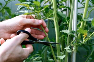 番茄怎么修剪,可保留主干摘除抽发的侧枝