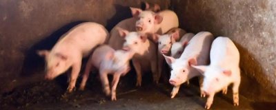 新玉米不能喂猪的原因,含水量过多且难以消化吸收