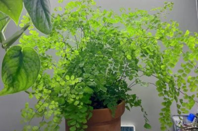 铁线蕨盆栽技术,选择肥沃的砂壤土