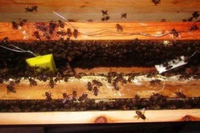 拆分蜂群的方法，可直接将原蜂箱中的部分蜂脾、蜜脾放入新蜂箱中
