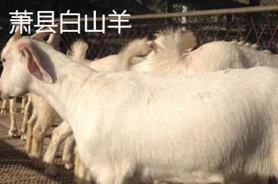 安徽省萧县的特产,高滩萝卜久负盛名