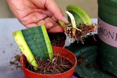 虎皮兰怎么养殖,冬季每隔10天浇一次水