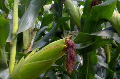 三千3号玉米种子特征特性,出苗至成熟104~137天