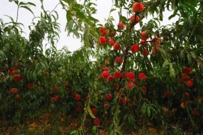 血桃的成熟时间，一般在5-6月份成熟上市