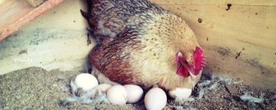 母鸡孵蛋的中途可以加蛋吗,是不能陆续的加入鸡蛋的