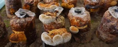 桑黄怎么种植和管理,对培养料消毒后再接种、养护