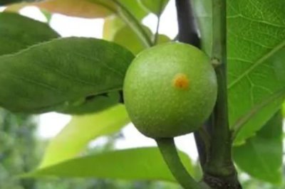 梨树锈病危害特征,主要危害叶片、新梢和幼果