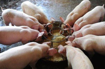 新玉米不能喂猪的原因,含水量过多且难以消化吸收