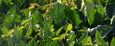8月底适合种植什么蔬菜，可以种秋菠菜、茼蒿、香菜等