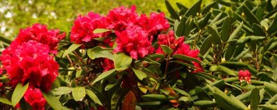 红色杜鹃花的寓意，寓意爱的喜悦、繁荣幸福等