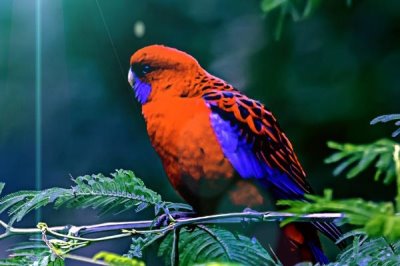 深红玫瑰鹦鹉的养殖方法，常被农民视为害鸟