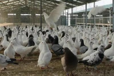 白羽王鸽饲养管理方法，达到3月龄之后要进行首次驱虫