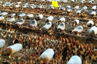 羊肚菌的种植注意事项,需要确保有适当的散射光线