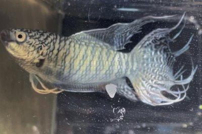 中国斗鱼冬天会冻死吗,冬天不容易轻易冻死