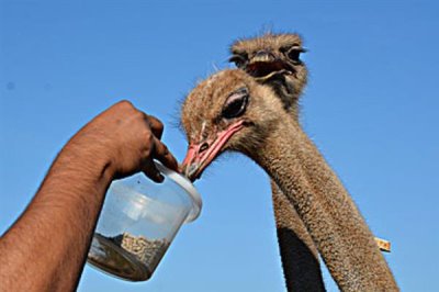 鸸鹋如何养殖,喜欢在宽场的地方上活动