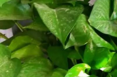 绿萝叶黄了怎么办，不同原因导致的解决方法不同