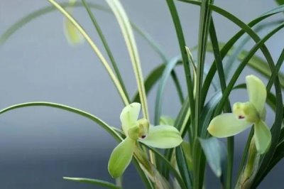 兰花怎么栽培，浇水需要根据季节来定