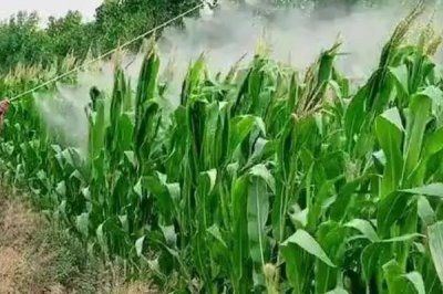 天红968玉米种子介绍,夏播适宜在5月中旬前播种