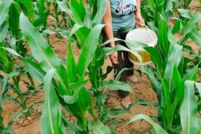 玉米大喇叭口期可以喷施云苔素和磷酸二氢钾吗，可以通常在12、13片叶时进行