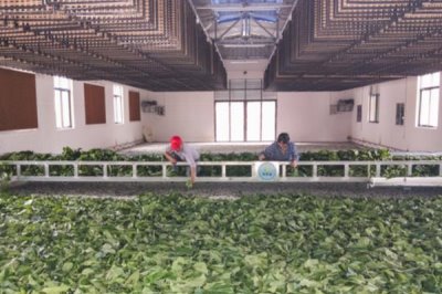 怎么养蚕,先将蚕具和蚕室进行彻底消毒